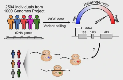 Population Genetics featured image