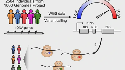 Population Genetics featured image